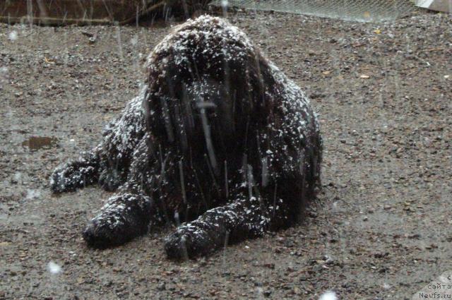 Фото: ньюфаундленд Топтыжка Норд