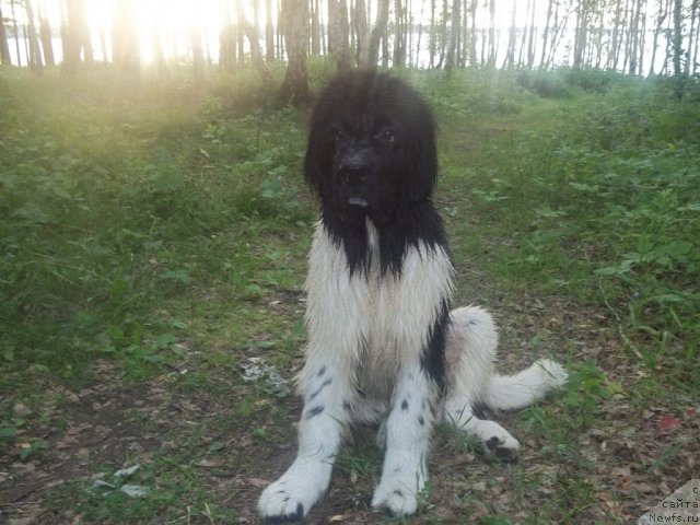 Фото: ньюфаундленд Жан Конкистадор