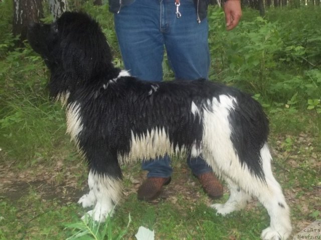 Фото: ньюфаундленд Жан Конкистадор