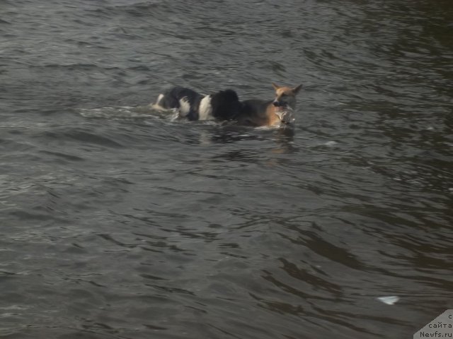 Фото: ньюфаундленд Жан Конкистадор