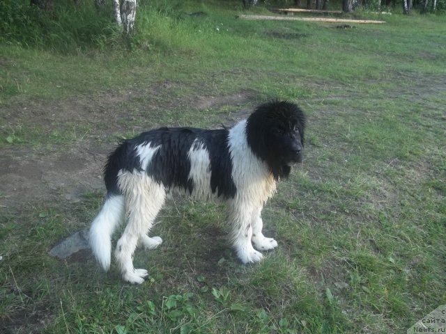 Фото: ньюфаундленд Жан Конкистадор