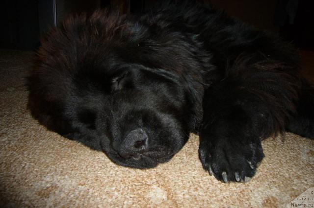 Фото: ньюфаундленд Топтыжка Норд