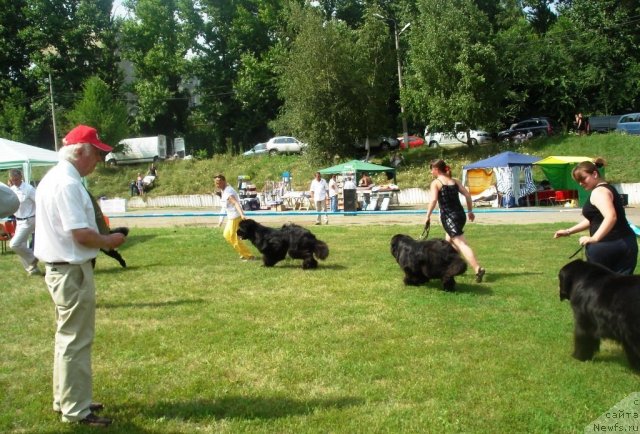 Фото: ньюфаундленд Lennon Mister Newf, ньюфаундленд Гималайский Медведь Кара Дениз (Gimalayskiy Medved Kara Deniz), ньюфаундленд Starlit Lake's Iikka
