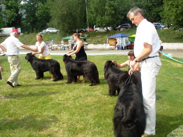 Фото: ньюфаундленд Золотой Талисман Кара Дениз (Zolotoy Talisman Kara Deniz), ньюфаундленд Starlit Lake's Iikka, ньюфаундленд Гималайский Медведь Кара Дениз (Gimalayskiy Medved Kara Deniz), ньюфаундленд Lennon Mister Newf