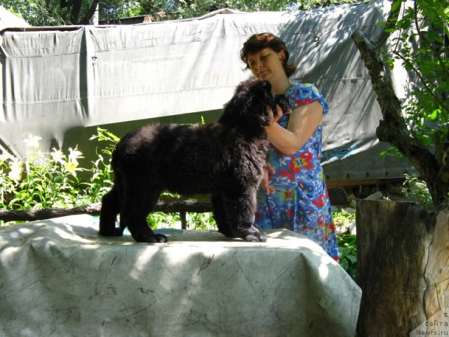 Фото: ньюфаундленд Плюшевая Панда Уилфред (Plushevaya Panda Uilfred)