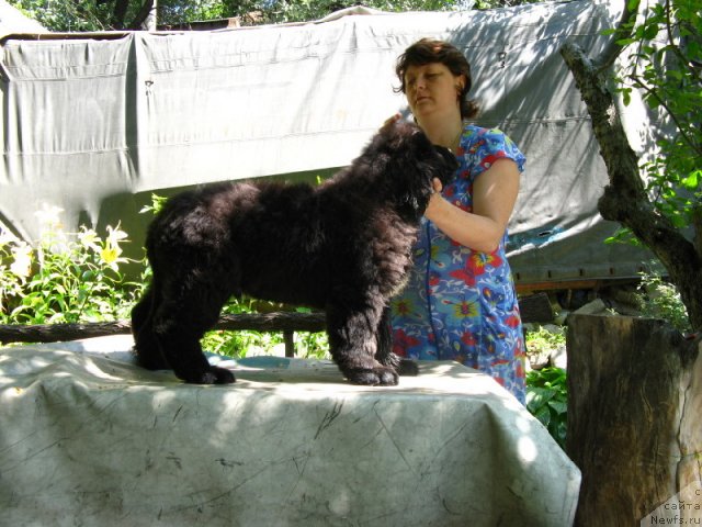 Фото: ньюфаундленд Плюшевая Панда Уилфред (Plushevaya Panda Uilfred)