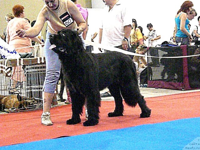 Фото: ньюфаундленд Акватория Келвин Лаура Биаджотти (Aquatoriya Kelvin Laura Biagiotti)