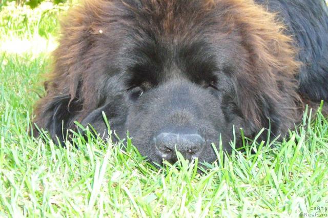 Фото: ньюфаундленд Топтыжка Норд