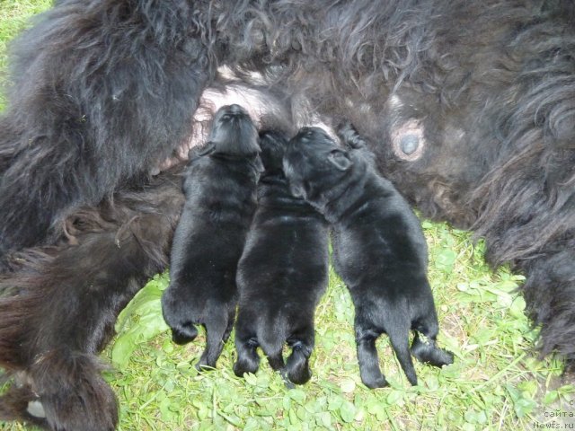 Фото: ньюфаундленд Супер Премиум  Инсбрук, ньюфаундленд Супер Премиум Италия, ньюфаундленд Супер Премиум Инвисибл (Super Premium Invisible)