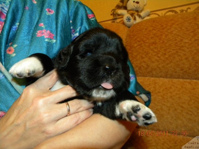 Фотография № 72988