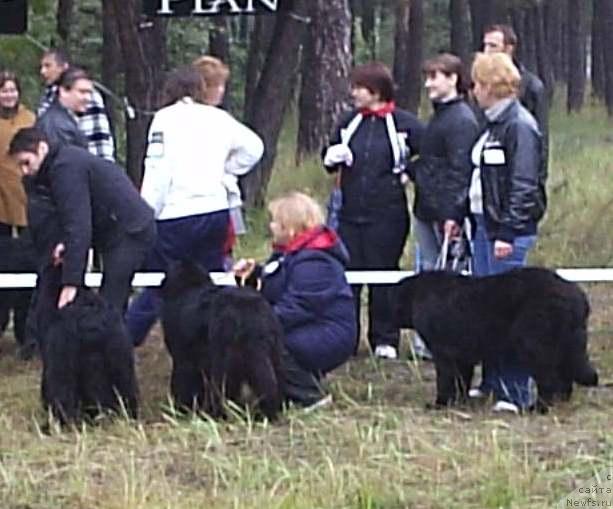 Фото: ньюфаундленд Ханеса (Hanesa)