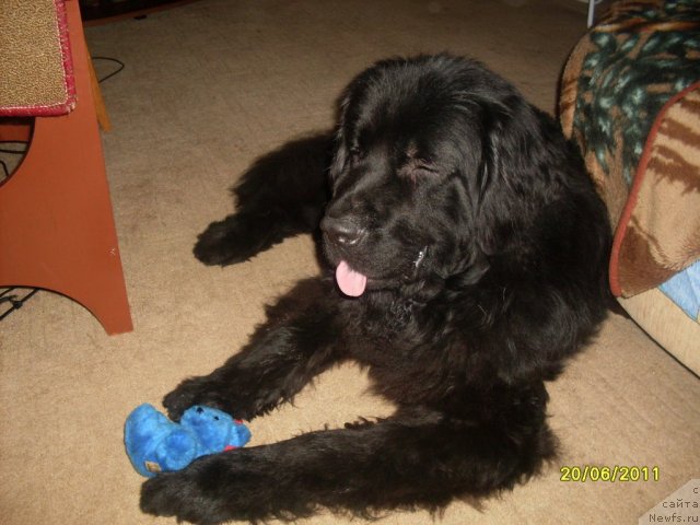 Фото: ньюфаундленд Ласковый Мишка