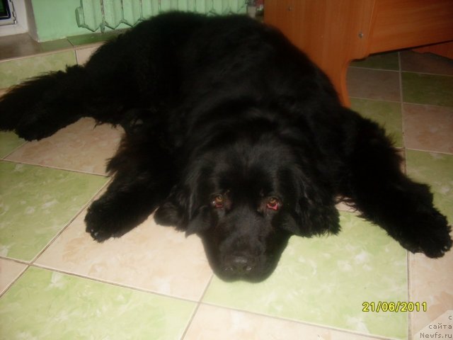 Фото: ньюфаундленд Ласковый Мишка