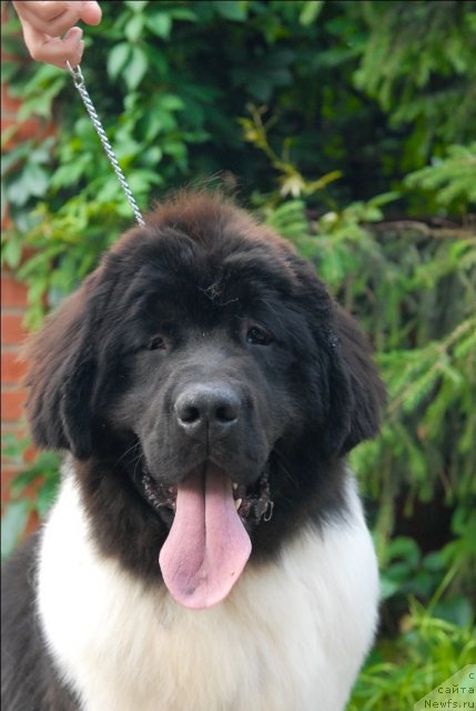 Фотография № 72995