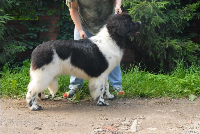 Фотография № 72996