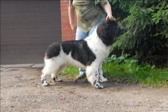 Фотография № 72997