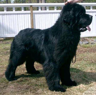 Фото: ньюфаундленд Absolute Power Of Apachees Home