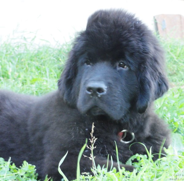 Фото: ньюфаундленд Бегущая по Волнам Дансинг Квин (Beguschaya po Volnam Dancing Queen)