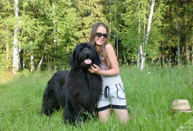 Фото: ньюфаундленд Их Высочество Баттерфляй Блэк Омелия