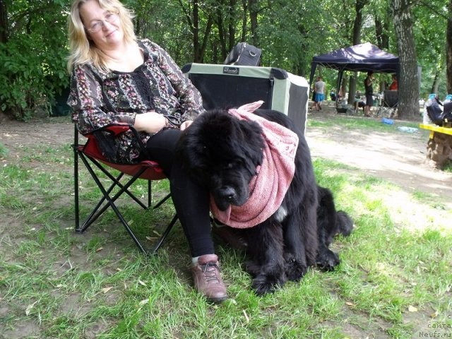 Фото: Юлия Ястребова, ньюфаундленд Сент Джонс Форрест Гамп (Sent Djons Forrest Gump)