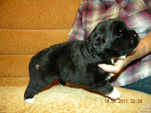 Фотография № 73020