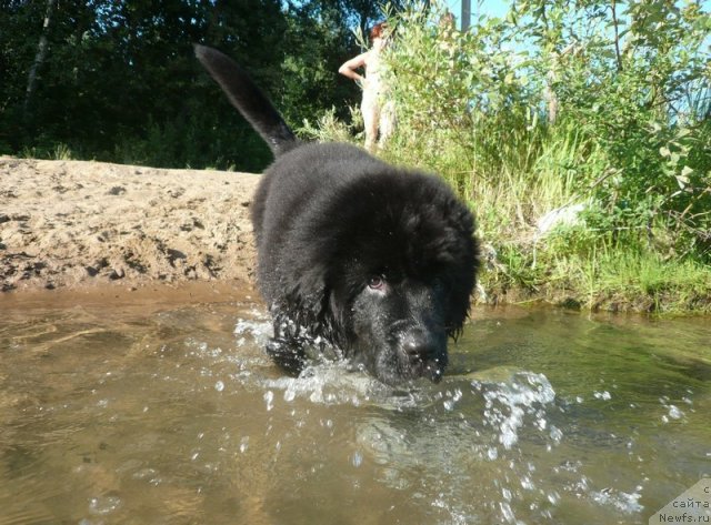 Фото: ньюфаундленд Бегущая по Волнам Зурбаган (Beguschaya po Volnam Zurbagan)