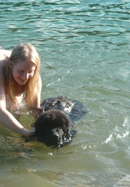 Фото: ньюфаундленд Бегущая по Волнам Зурбаган (Beguschaya po Volnam Zurbagan), Анастасия Рысева