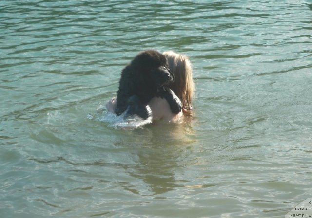 Фото: ньюфаундленд Бегущая по Волнам Зурбаган (Beguschaya po Volnam Zurbagan), Анастасия Рысева