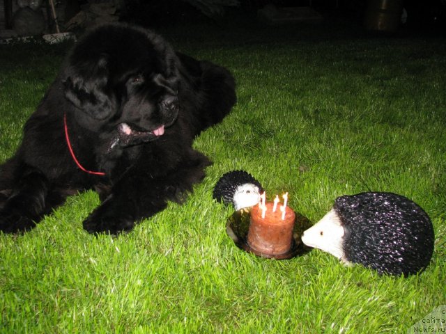 Фото: ньюфаундленд Иван Царевич из Тихого Омута (Ivan Tsarevich iz Tihogo Omuta)