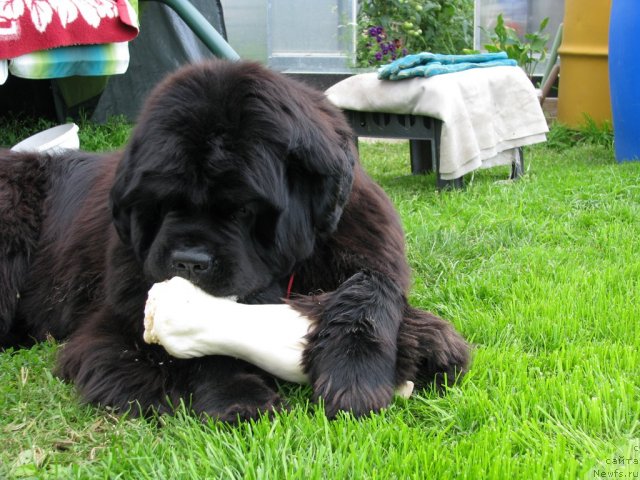 Фото: ньюфаундленд Иван Царевич из Тихого Омута (Ivan Tsarevich iz Tihogo Omuta)