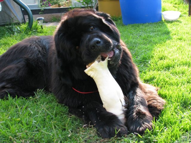 Фото: ньюфаундленд Иван Царевич из Тихого Омута (Ivan Tsarevich iz Tihogo Omuta)