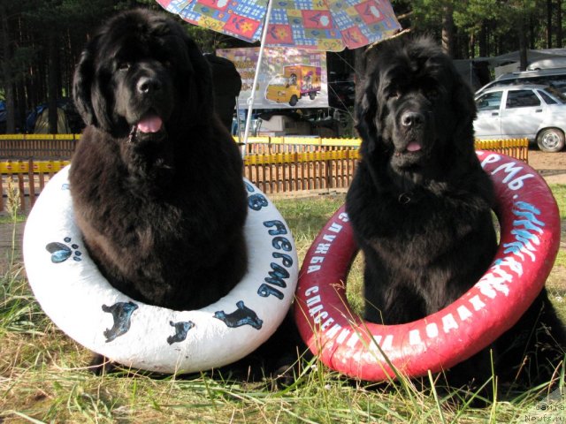 Фото: ньюфаундленд Иван Царевич из Тихого Омута (Ivan Tsarevich iz Tihogo Omuta), ньюфаундленд История Любви из Тихого Омута (Istoria Lubvi iz Tihogo Omuta)