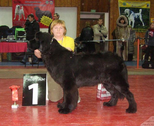 Фото: ньюфаундленд Деметра из Медвежьего Яра, Татьяна Абутова