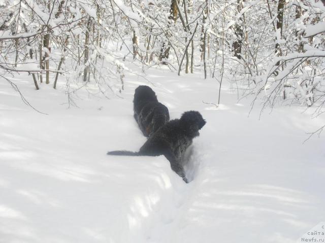 Фото: ньюфаундленд Сангрия, ньюфаундленд Норт Фэйс Лаванда