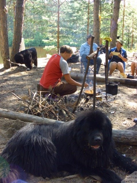 Фото: ньюфаундленд Ньюфорт Лунный Бархат
