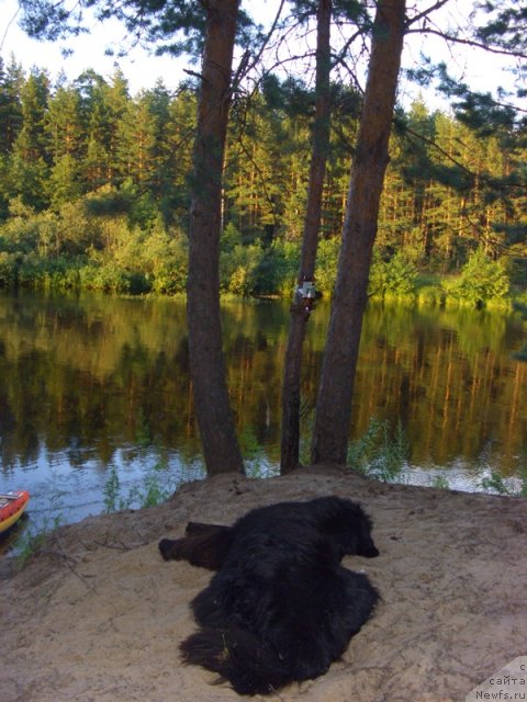 Фото: ньюфаундленд Акин Соул София