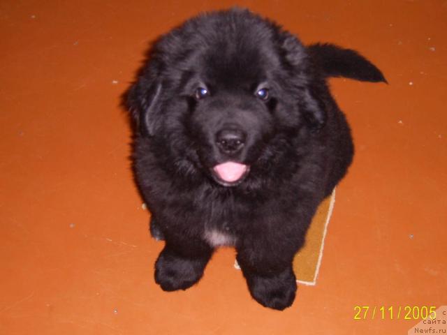 Фото: ньюфаундленд Смигар Немо Уайт Си