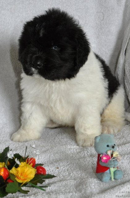 Фотография № 73084