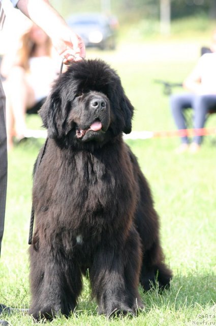Фото: ньюфаундленд Bears Cove Ghost