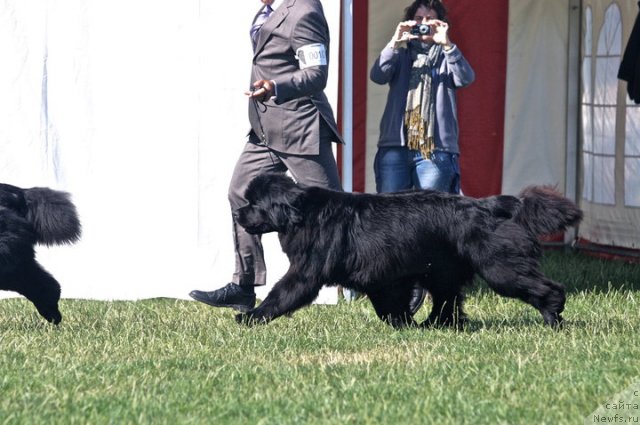 Фото: ньюфаундленд Bears Cove Ghost