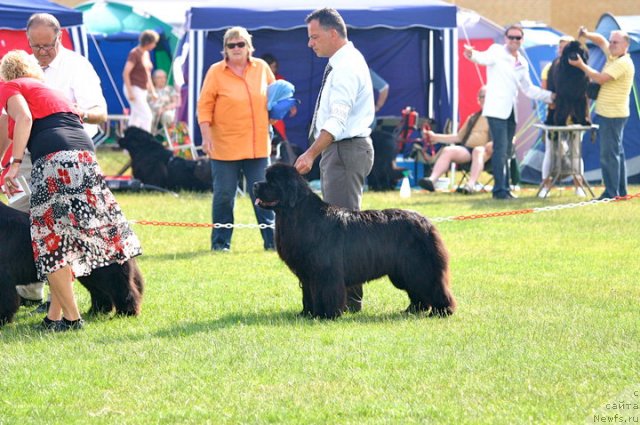 Фото: ньюфаундленд Bears Cove Ghost