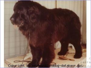 Фото: ньюфаундленд Outtrails Kojak of Topmast