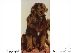 Фото: ньюфаундленд Topmast's Hello Dolly