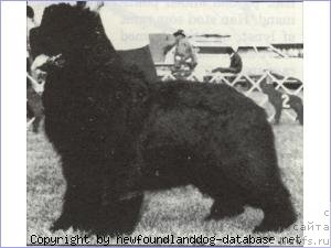 Фото: ньюфаундленд Schooners Yosef of Newton Ark