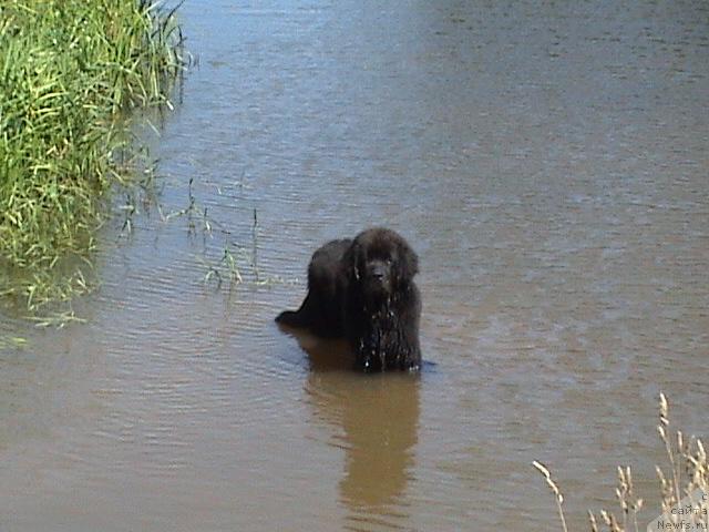 Фото: ньюфаундленд Имир