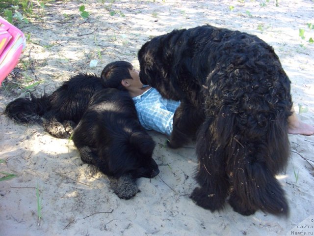 Фото: ньюфаундленд Лесная Сказка Лунная Соната, Галия Гизатуллина