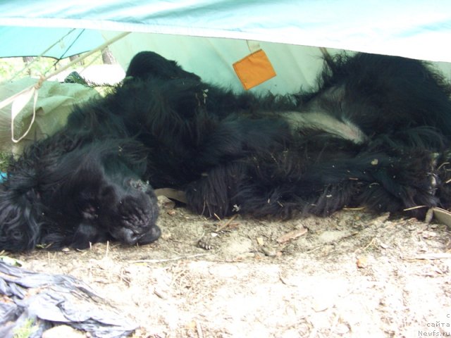 Фото: ньюфаундленд Большая Удача