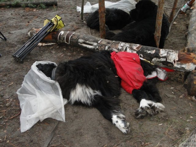 Фото: ньюфаундленд Блестящая Брина