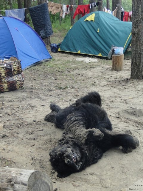 Фото: ньюфаундленд Лесная Сказка Лунная Соната