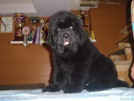 Фото: ньюфаундленд С'Нежная Вьюга Армандо Паруссо (S'Nezhnaya Vjuga Armando Parusso)